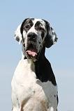 DOGUE ALLEMAND 050